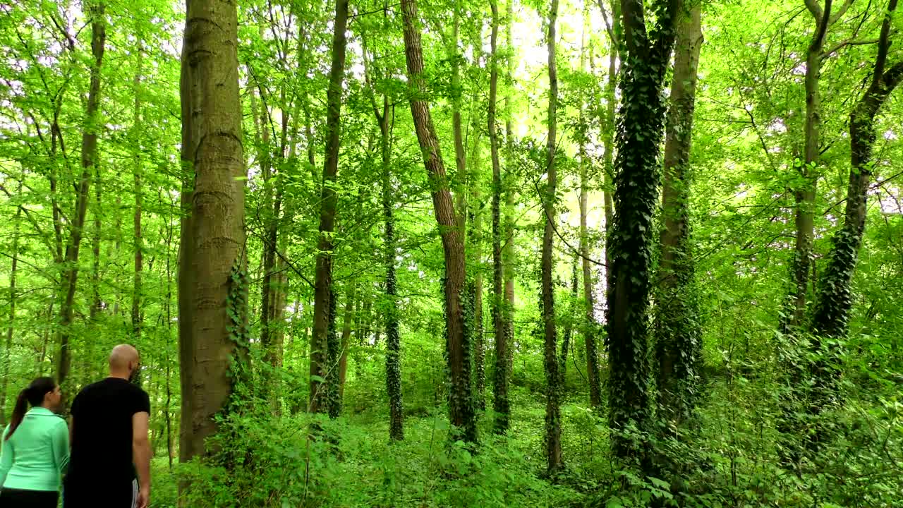 Stock Video Couple In Love Walks In A Forest In Spring Live Wallpaper For PC - Free Download