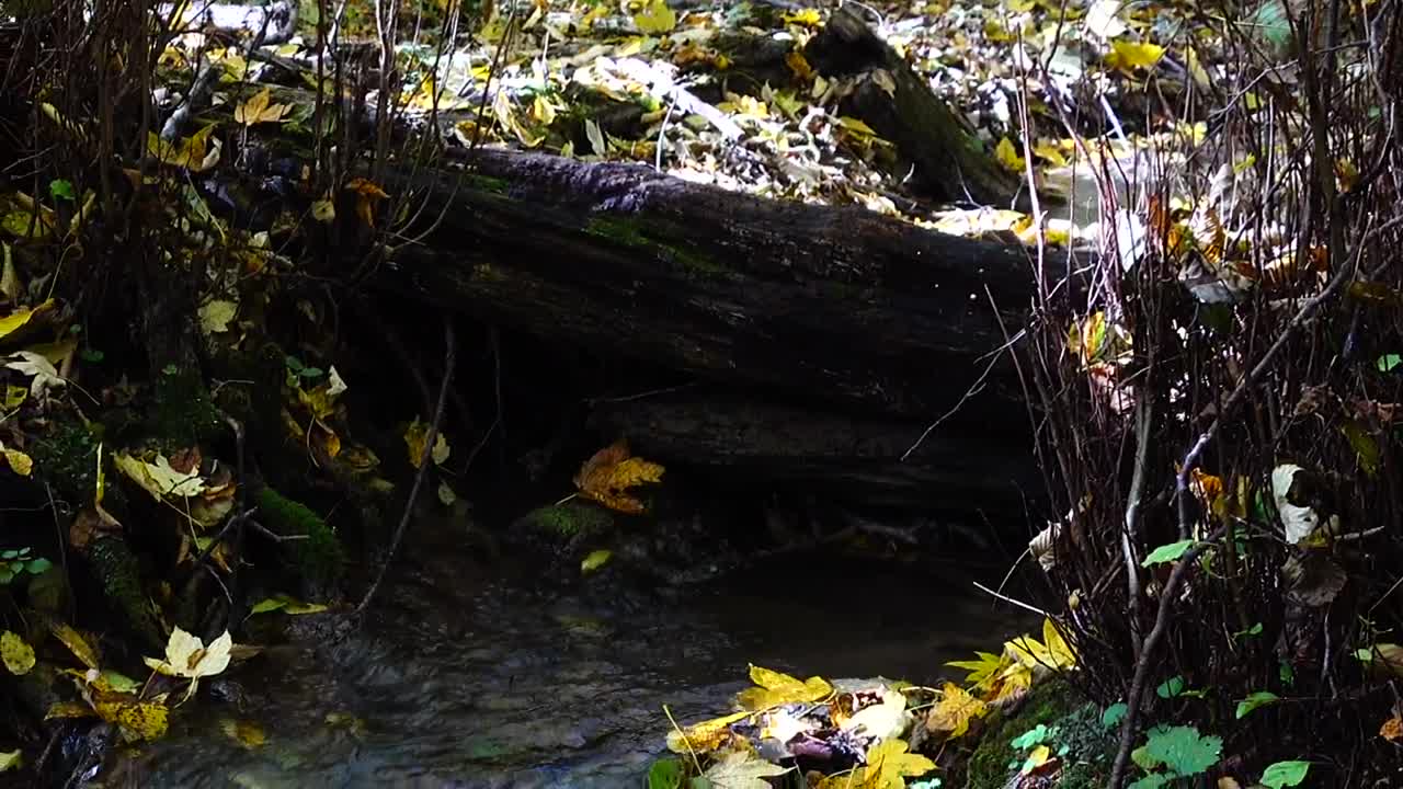 Free Video Stock tiny woodland stream Live Wallpaper - Free Download