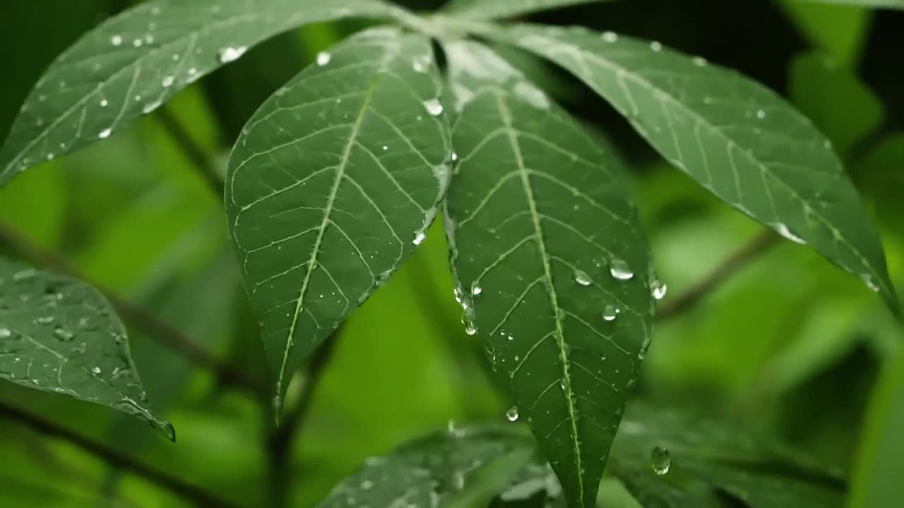 Video Stock Raindrops Falling On Plants Live Wallpaper Free - Free Download