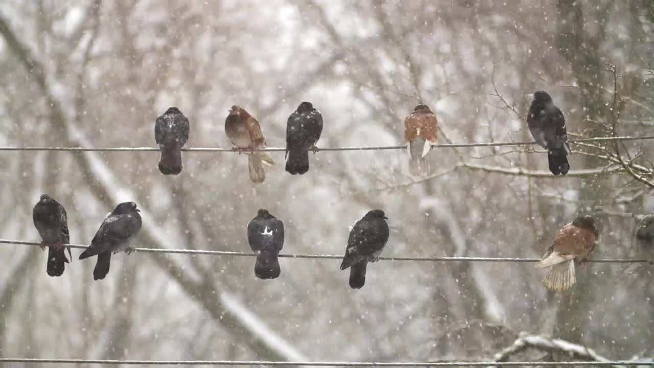 Video Stock Pigeons On Electrical Wires While Is Snowing Live Wallpaper Free - Free Download