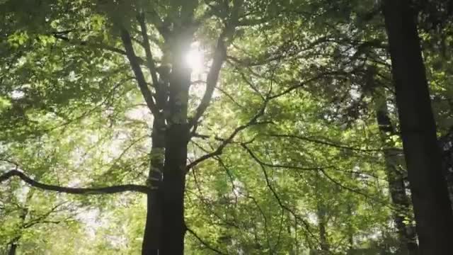 Stock Video Huge Trees In A Large Green Forest Smal Animated Wallpaper - Free Download