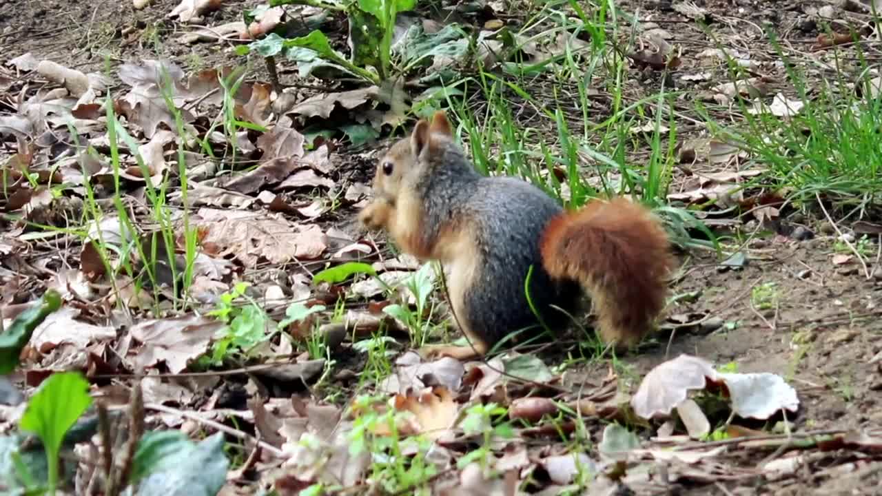 Free Video Stock Squirrel In Nature Feeding On Plants Live Wallpaper - Free Download