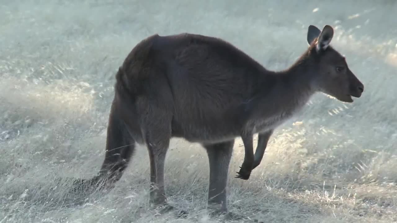 Stock Video Kangaroo Jumping Animated Wallpaper - Free Download
