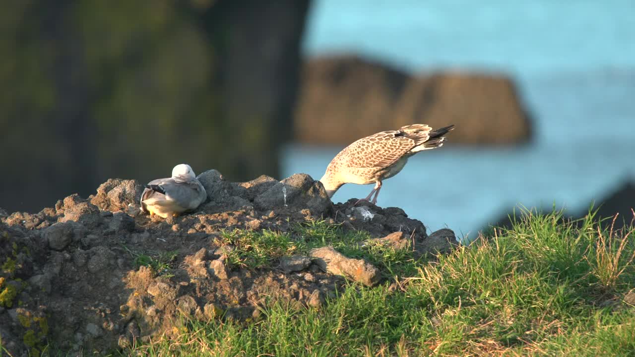 Free Stock Video Seagulls In Nature Live Wallpaper - Free Download
