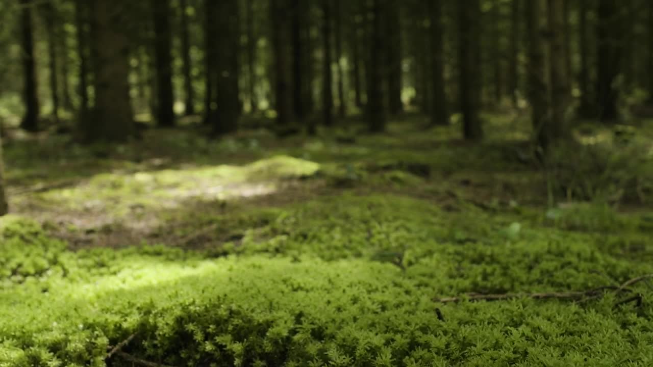 Stock Video Mossy Forest Floo Animated Wallpaper - Free Download