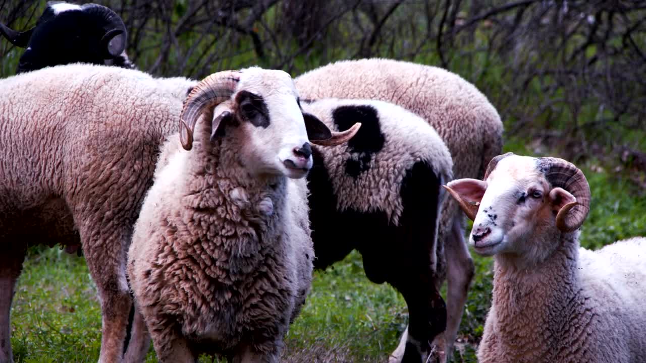Free Stock Video Sheep Feeding Live Wallpaper - Free Download