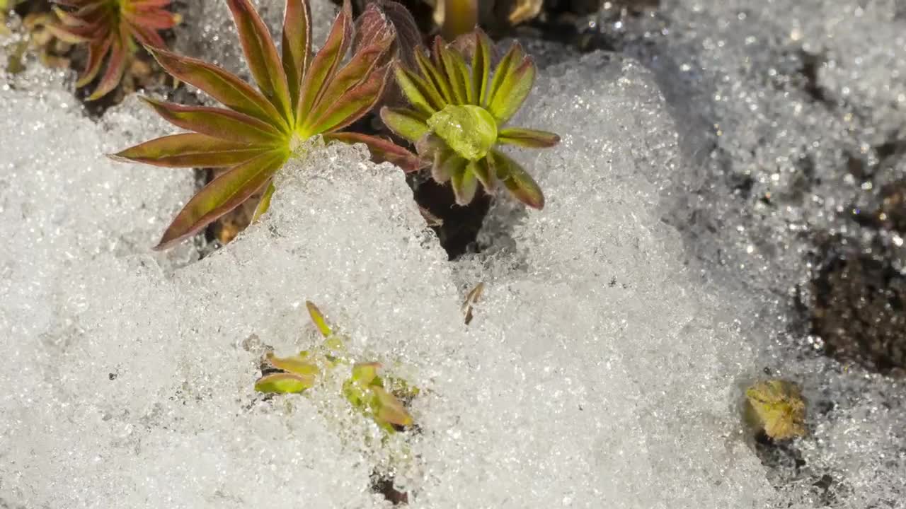Stock Video Melting Snow And Flower Animated Wallpaper - Free Download