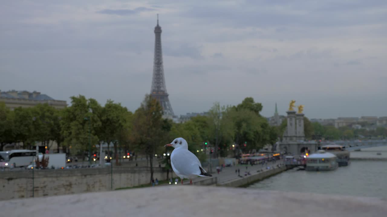 Free Stock Video Seagull In Paris Live Wallpaper - Free Download
