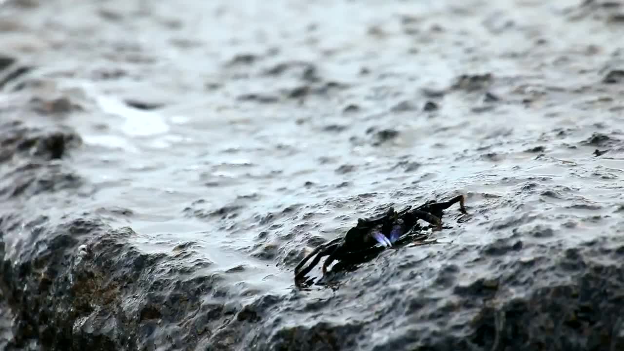 Stock Video Crab Walking On A Rock Live Wallpaper For PC - Free Download