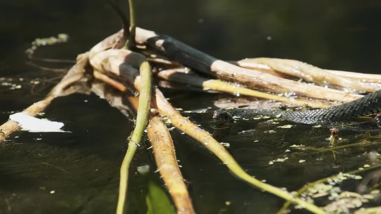 Free Video Stock Snake Swimming In A Swamp Live Wallpaper - Free Download