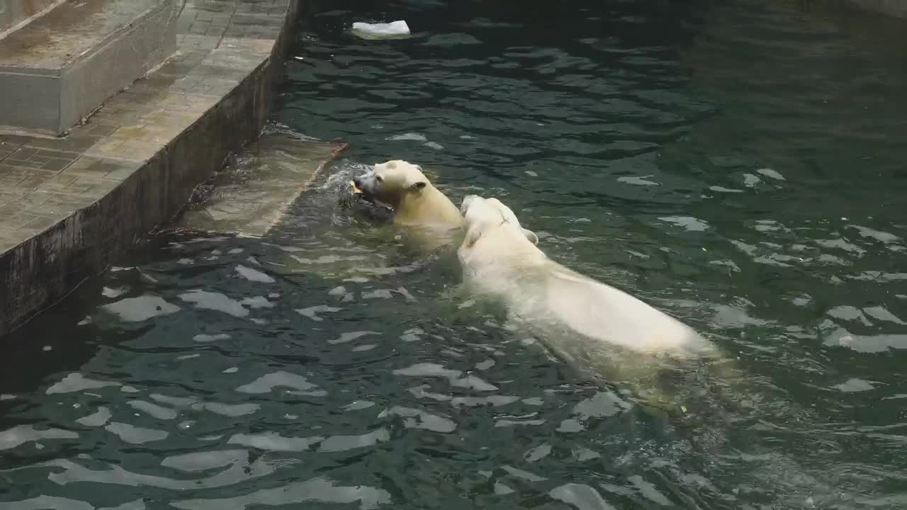 Stock Video Couple Of Polar Bears Playing With Log In The Water Live Wallpaper For PC - Free Download