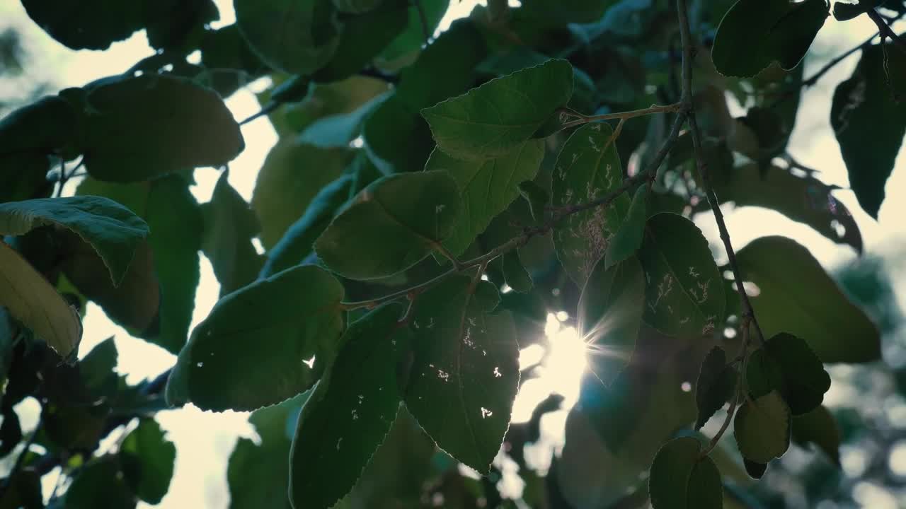 Free Video Stock Sunlight Passing Through The Leaves Of A Tree Live Wallpaper - Free Download