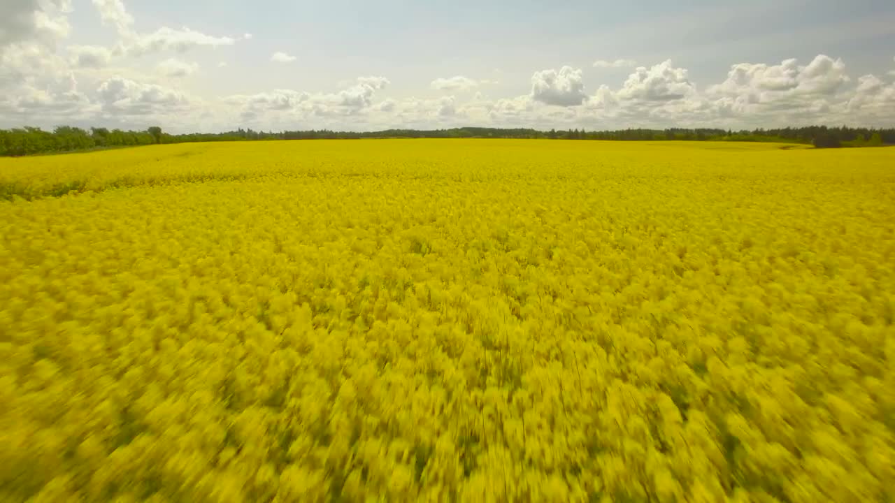 Stock Video Flowering Crops Live Wallpaper For PC - Free Download