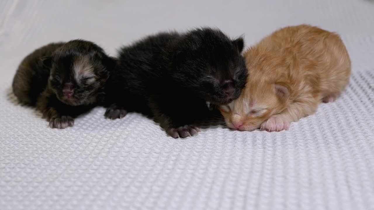 Stock Video Cute Little Kittens On A White Blanket Live Wallpaper For PC - Free Download