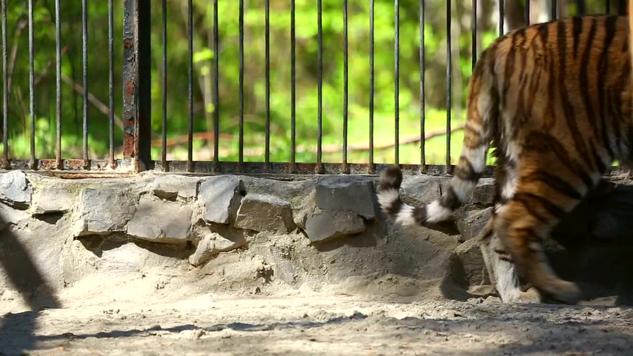 Free Video Stock tiger walking inside a cage Live Wallpaper - Free Download