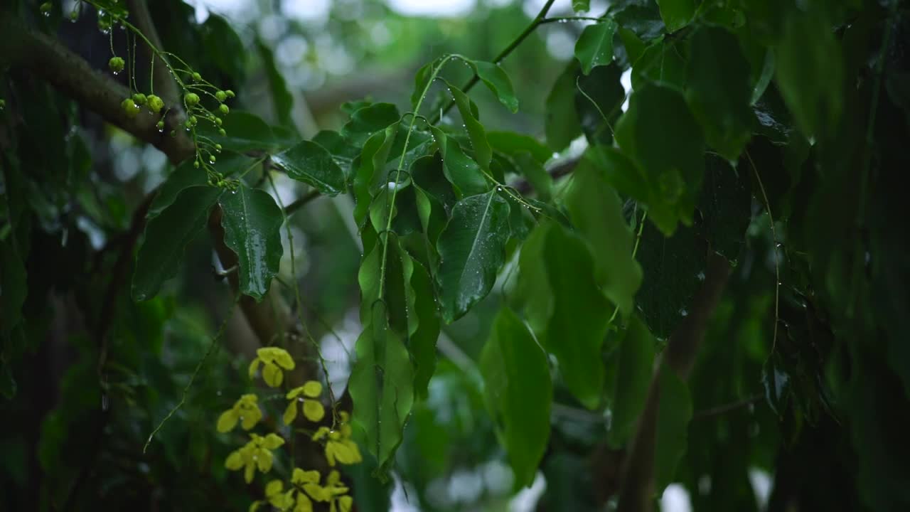Video Stock Rain Wetting The Leaves Of A Tree In The Garden Live Wallpaper Free - Free Download
