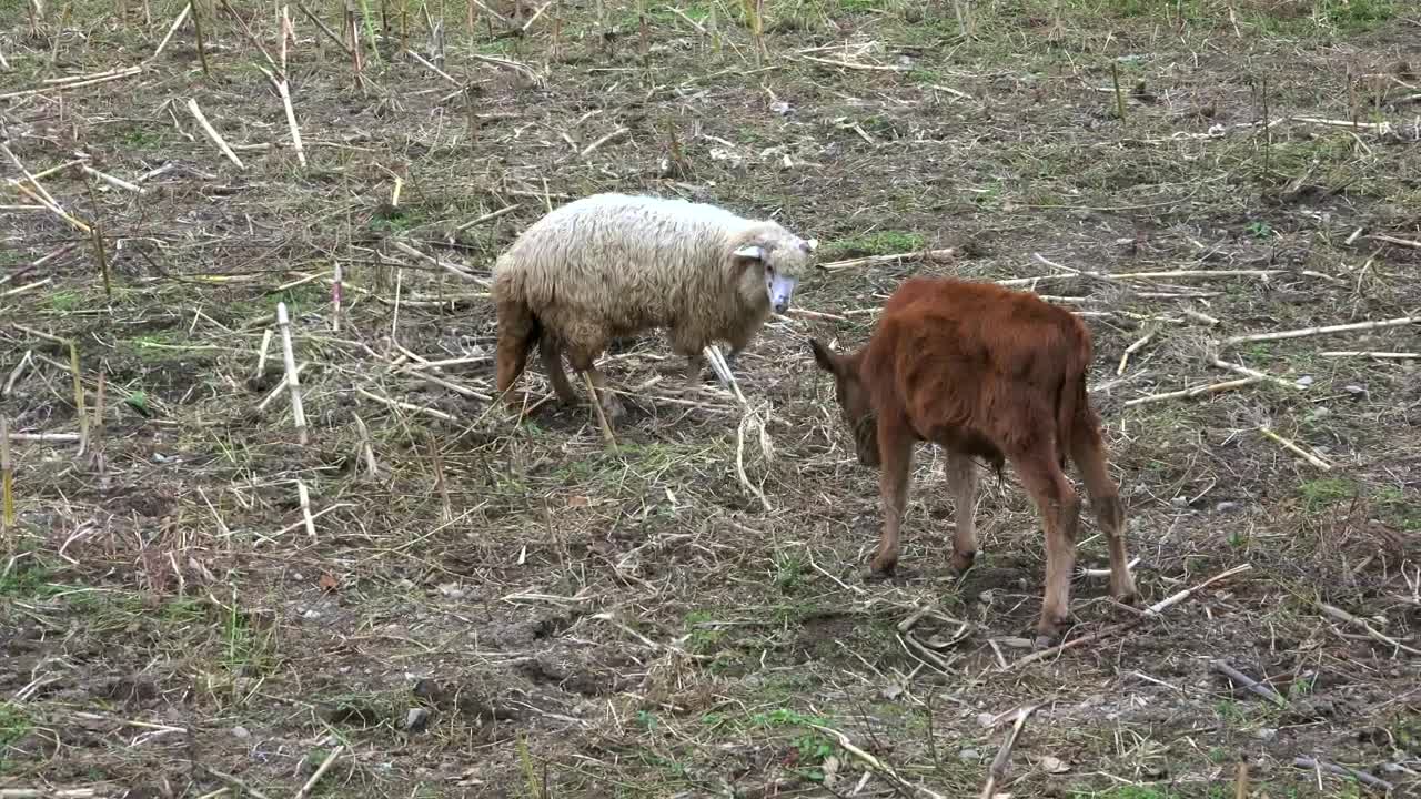 Free Stock Video Sheep And Calf Fighting In The Field Live Wallpaper - Free Download