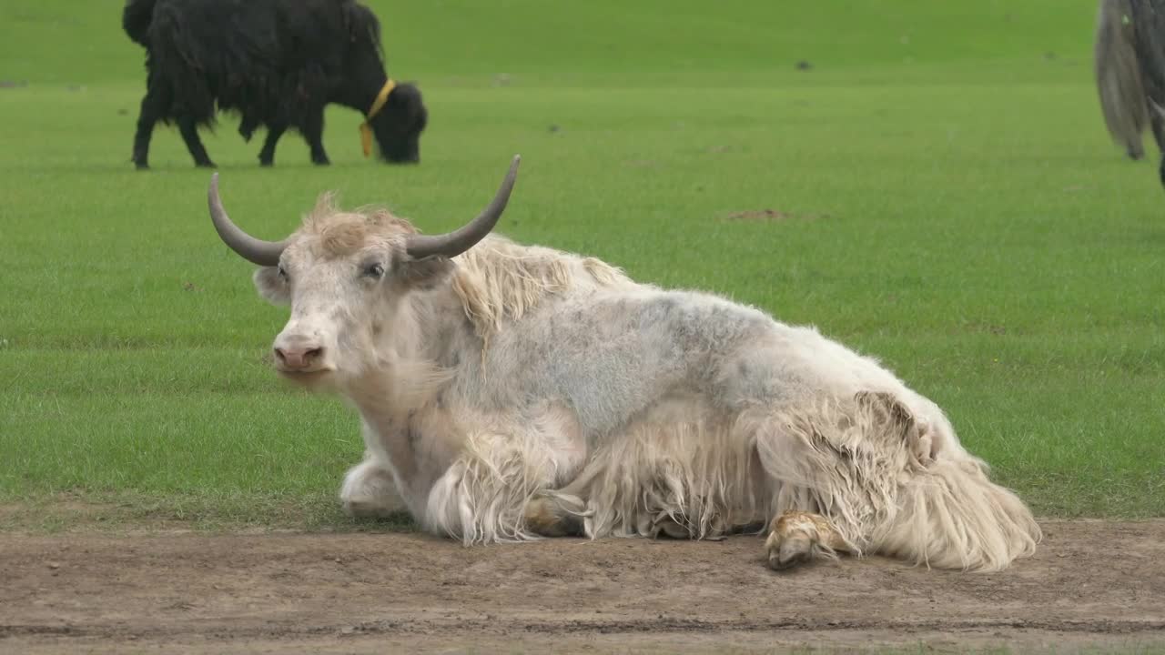 Stock Footage White Bull Resting In The Ground Live Wallpaper - Free Download