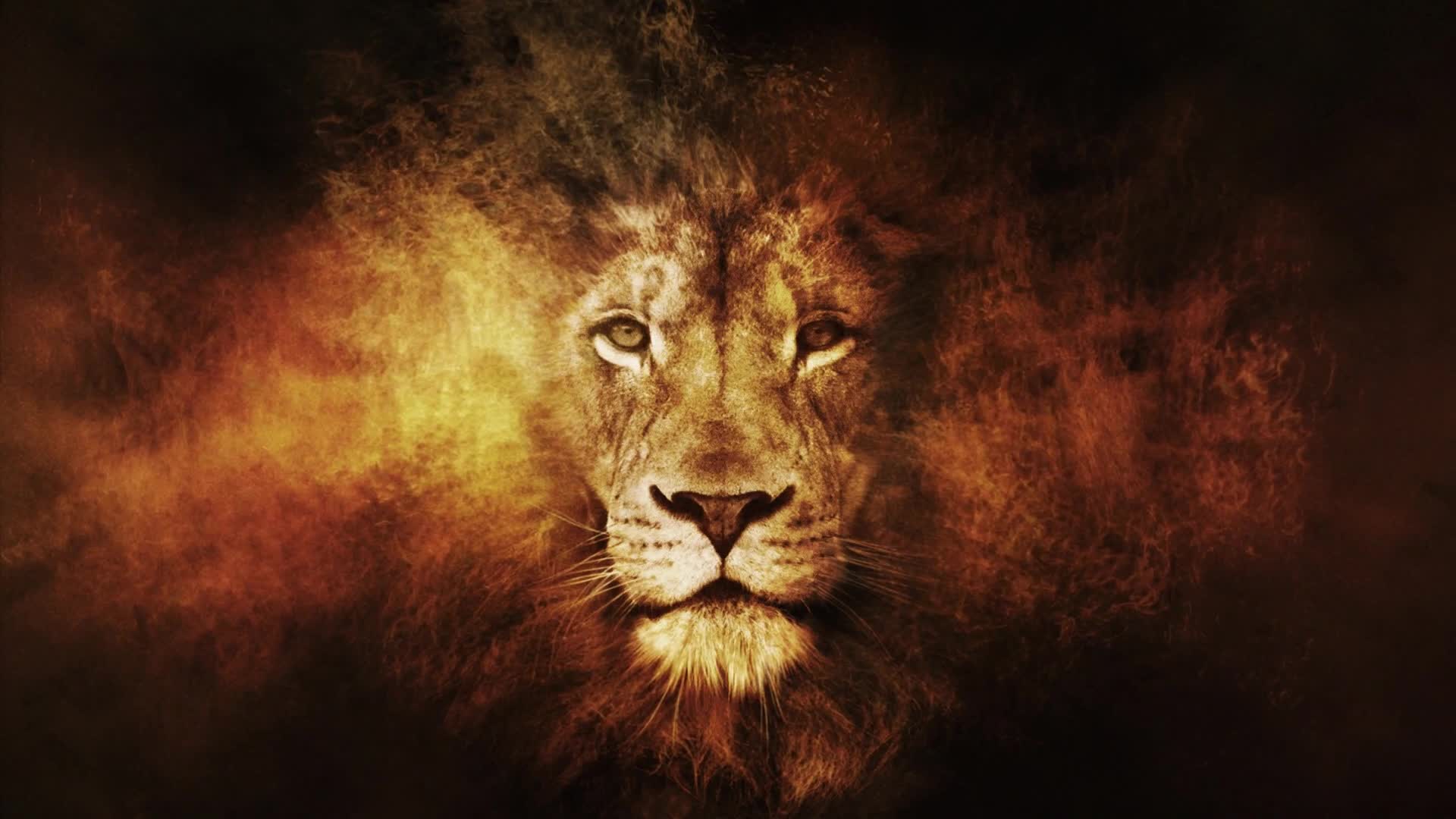 Lion  Head  In  Fire  Fantasy  Live  Wallpaper - Free Download