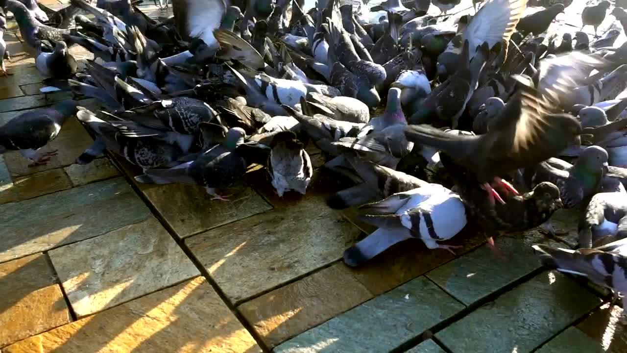 Video Stock Pigeons Eating In The Street Live Wallpaper Free - Free Download