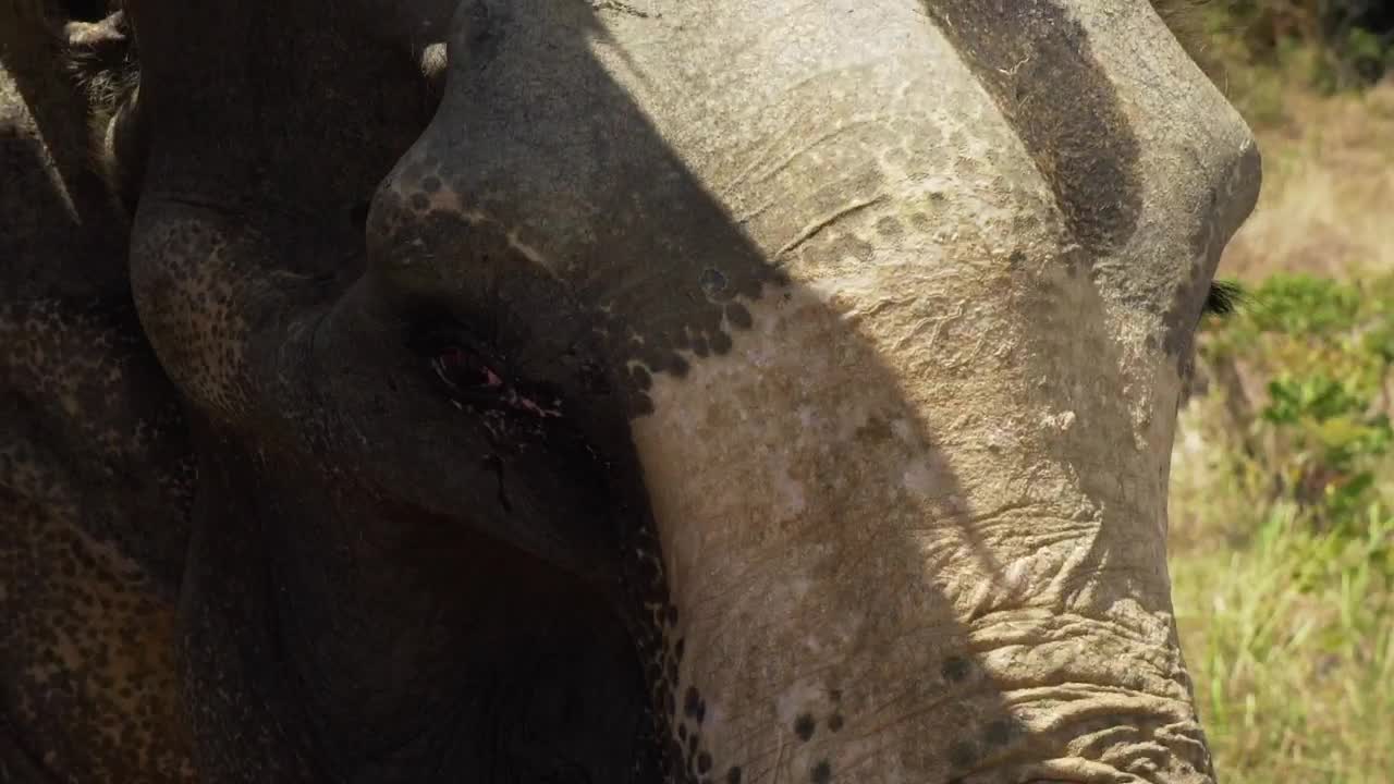 Stock Video Elephant Seen In Detail In The Savanna Live Wallpaper For PC - Free Download