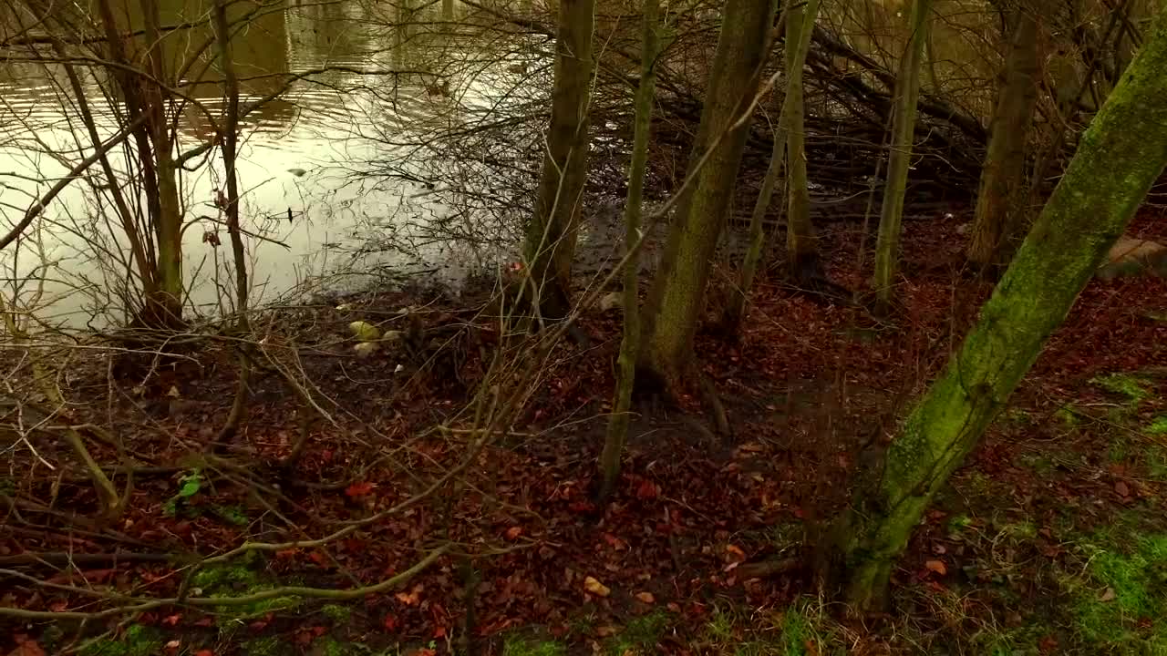 Stock Video Lake In A Forest During Autumn Animated Wallpaper - Free Download