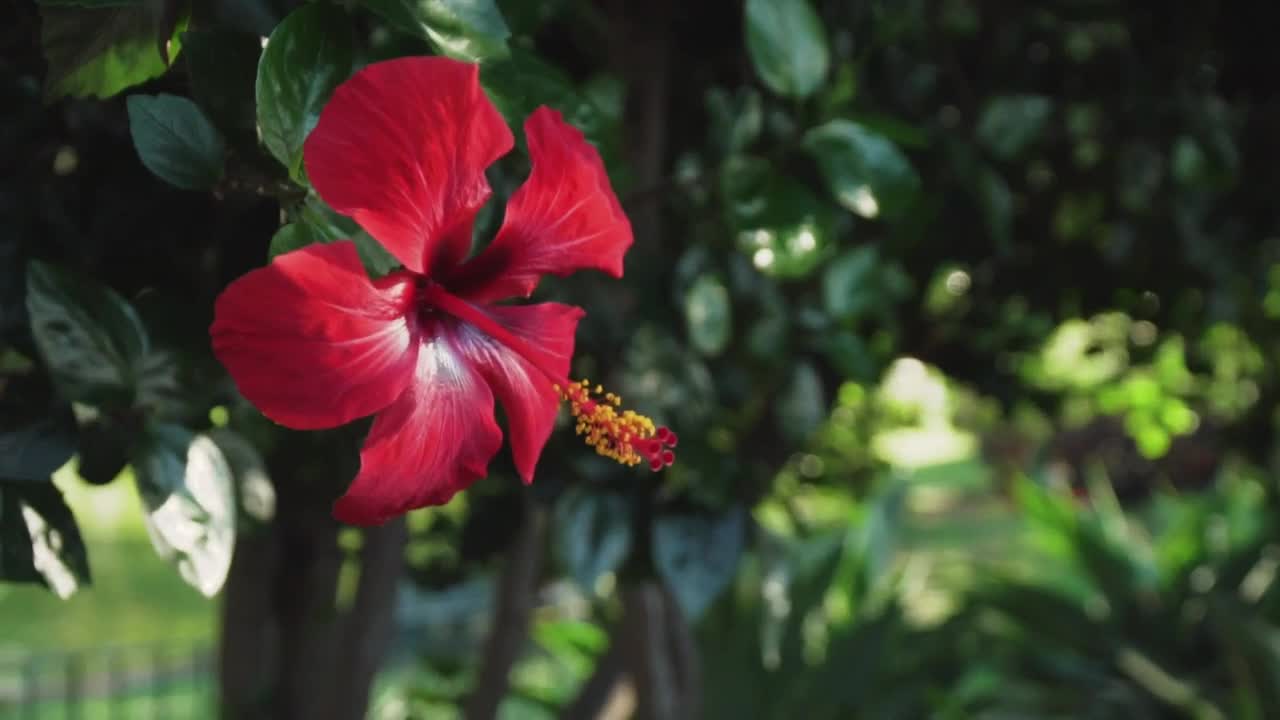 Video Stock Red Flower Of A Tree In A Garden Live Wallpaper Free - Free Download