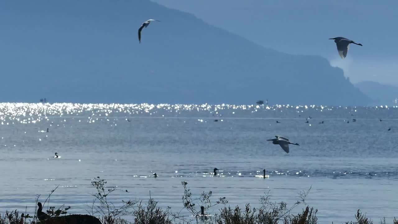 Stock Video Birds Diving In The Lake Live Wallpaper For PC - Free Download