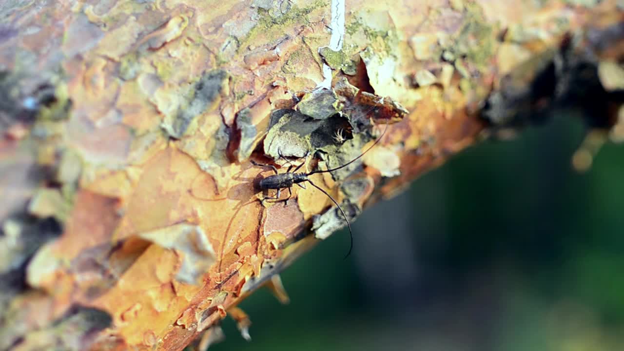 Stock Video Insect With Long Antenna Animated Wallpaper - Free Download