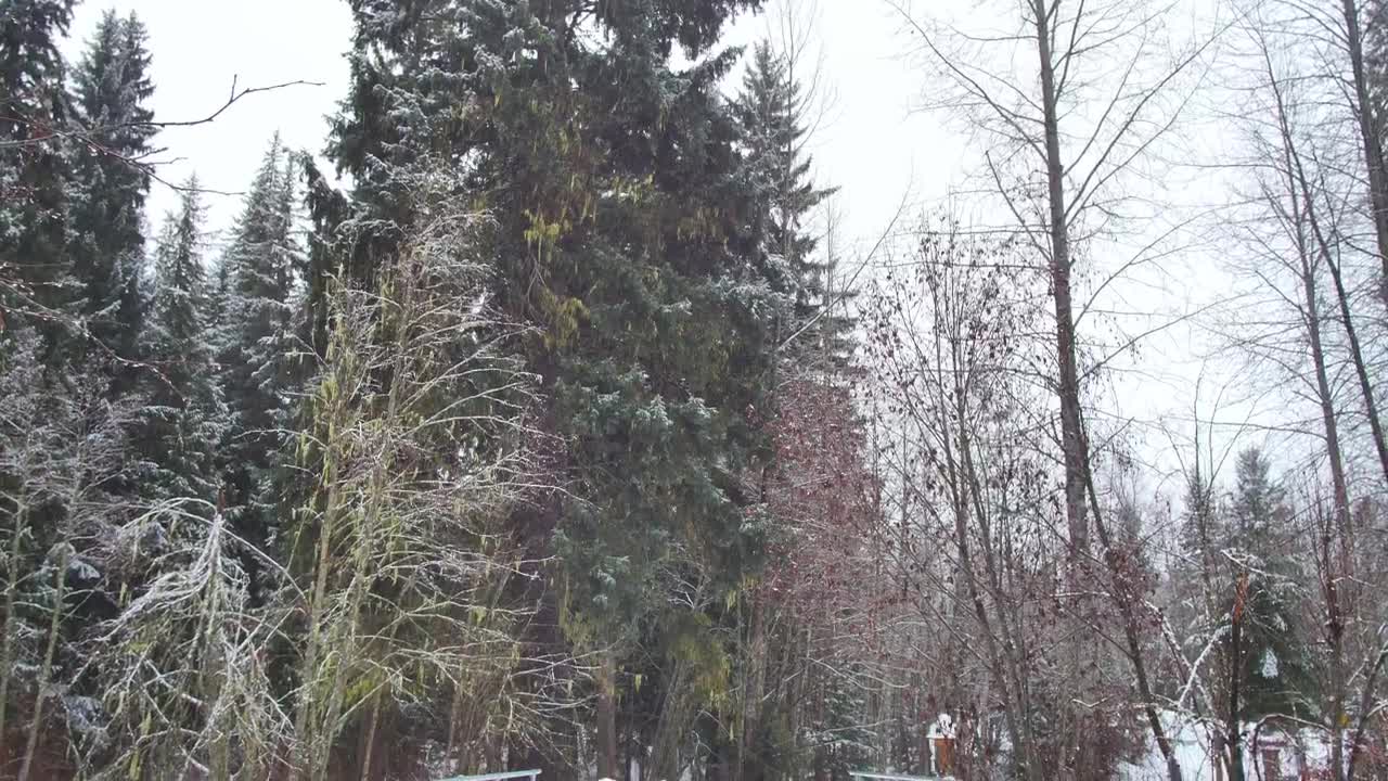 Free Video Stock Snow Covered Ground A Canadian Forest Live Wallpaper - Free Download