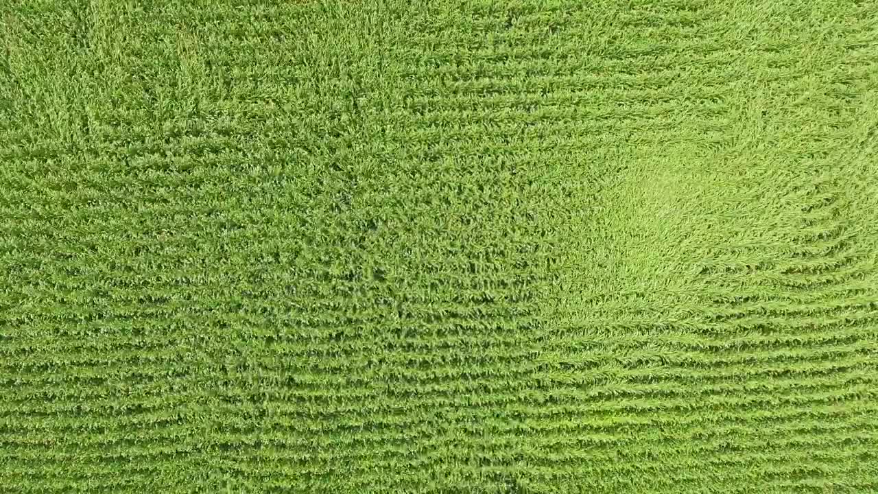 Video Stock Plants Rippling In The Wind Live Wallpaper Free - Free Download