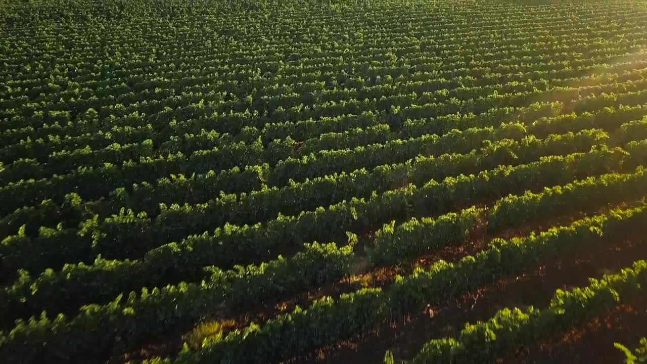 Stock Video Drone Flying Across A Vineyard Live Wallpaper For PC - Free Download