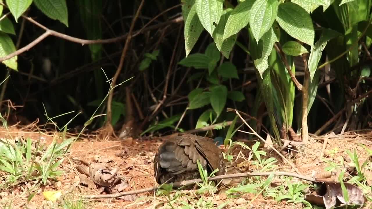 Stock Video Junglefowl With Chicks Animated Wallpaper - Free Download