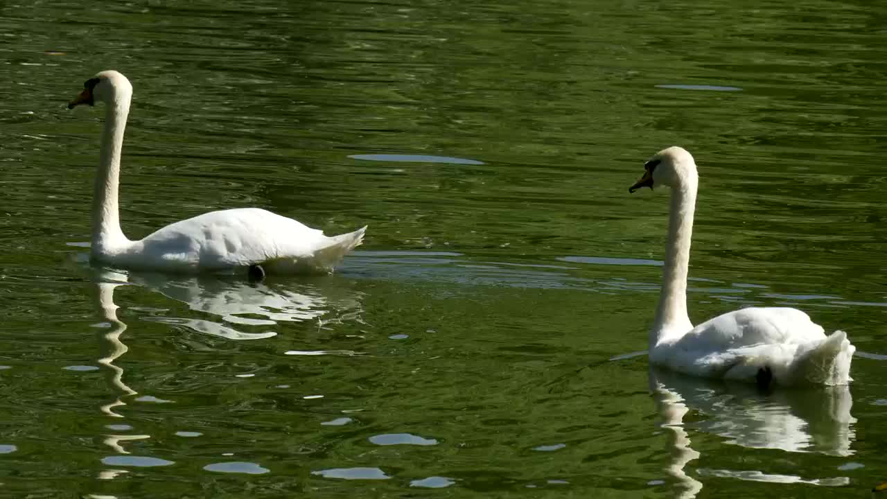Free Video Stock swans swimming in a green lake with ducks Live Wallpaper - Free Download