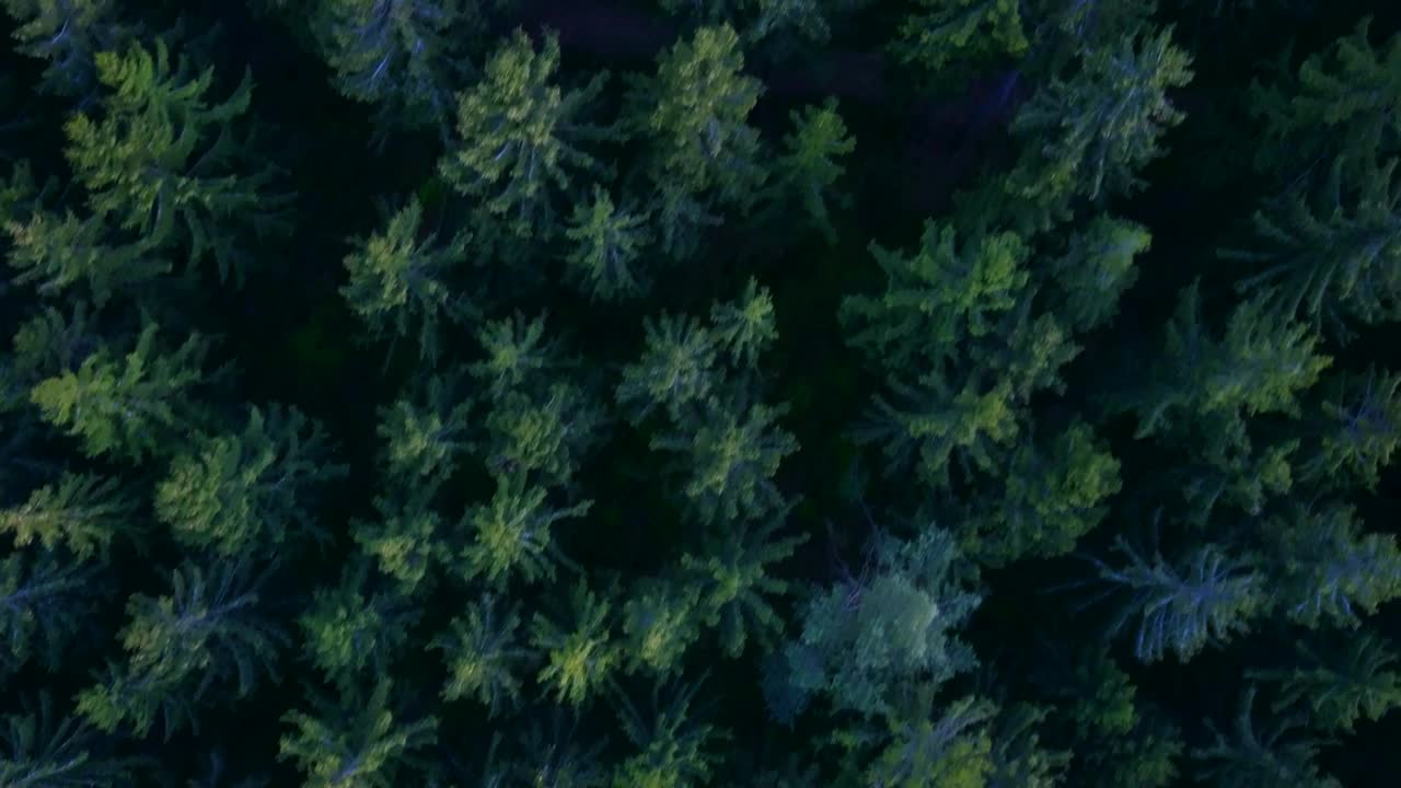 Free Video Stock top view of the tip of the pines in the Live Wallpaper - Free Download