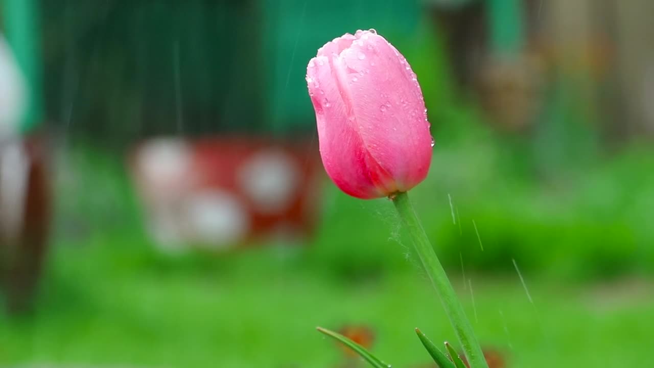 Video Stock Pink Tulip Under The Rain Shallow Focus Live Wallpaper Free - Free Download