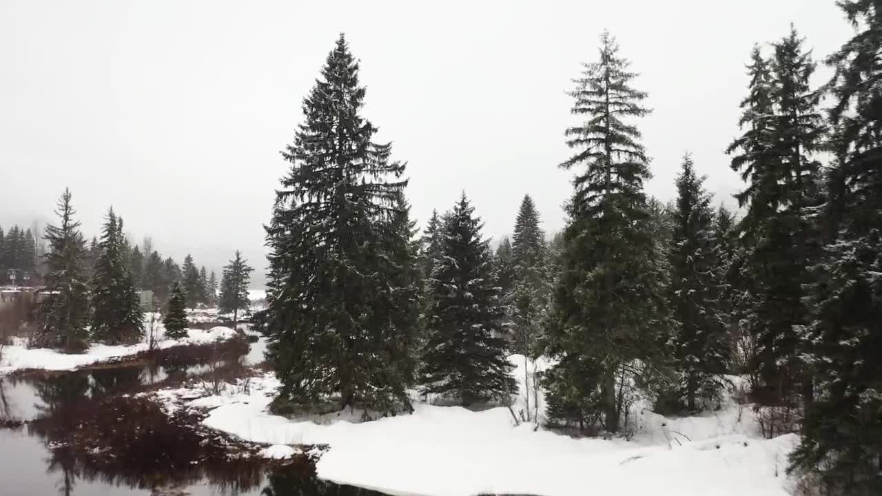 Video Stock Pine Forests And A Lake In Canada In Winter Live Wallpaper Free - Free Download