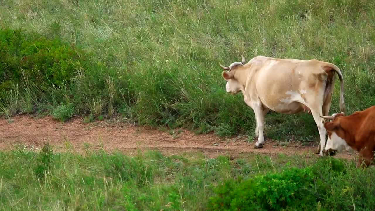Stock Video Cows Walking Trough A Road Live Wallpaper For PC - Free Download