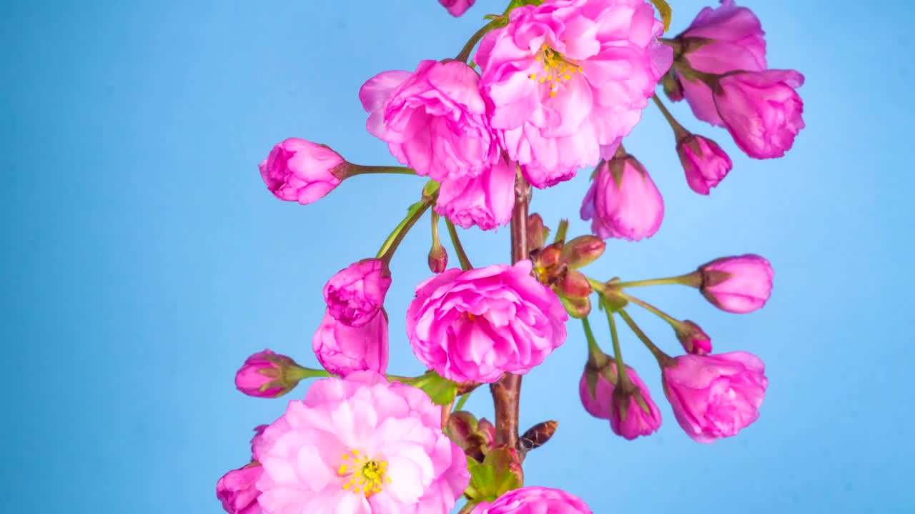 Free Stock Video Sakura Tree Flowers Opening Live Wallpaper - Free Download