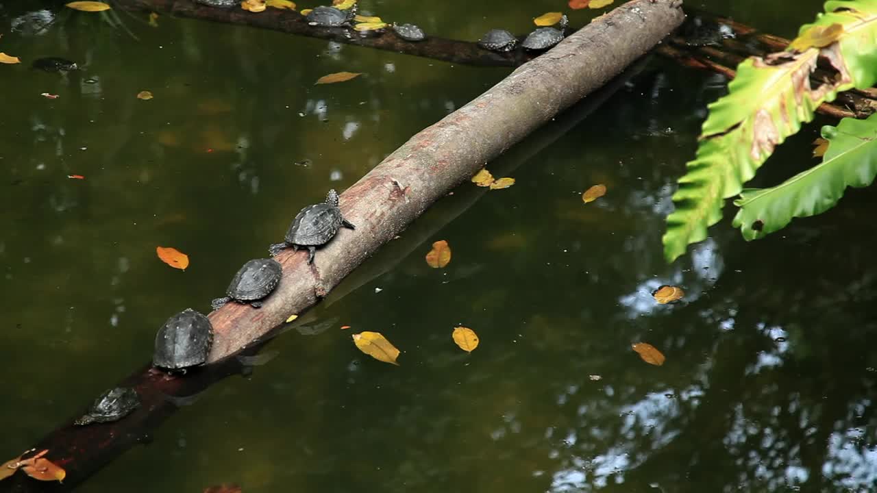 Free Video Stock Small Turtles Resting On A Log In A Pond Live Wallpaper - Free Download
