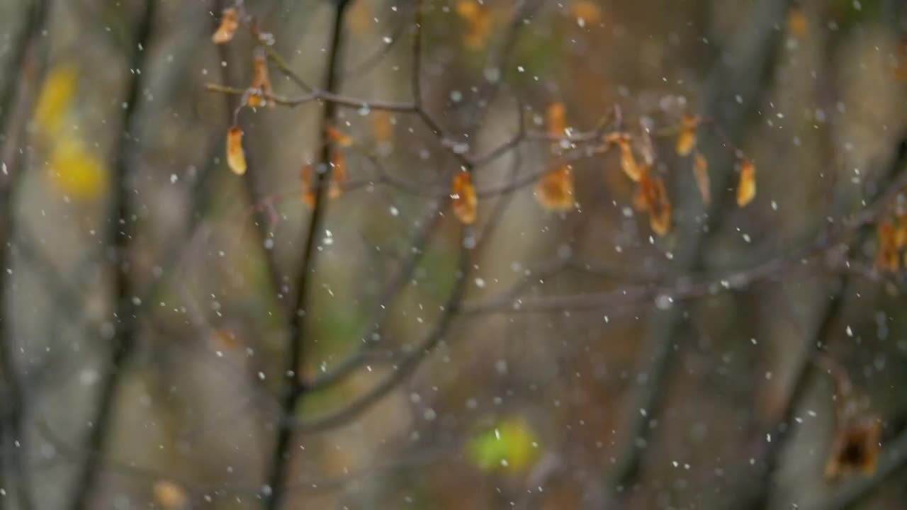 Stock Video Gentle Snow In The Autumn Live Wallpaper For PC - Free Download