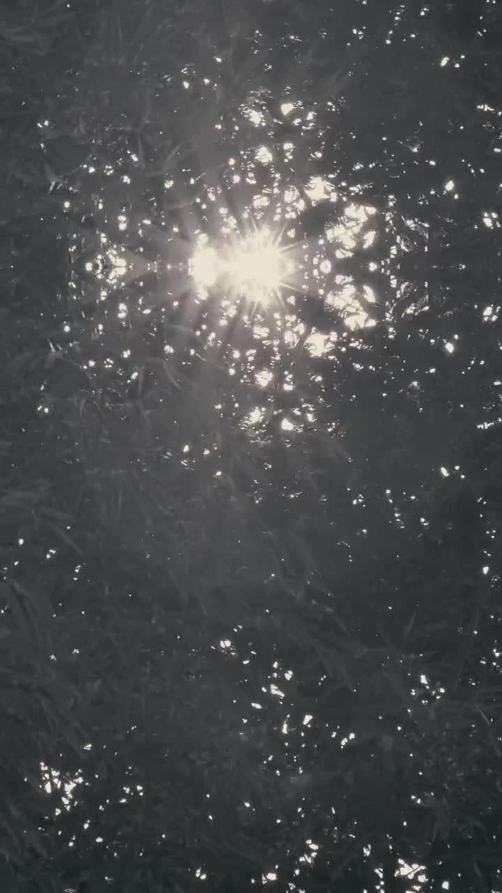 Free Video Stock Sunlight Through The Branches Of A Tree Live Wallpaper - Free Download