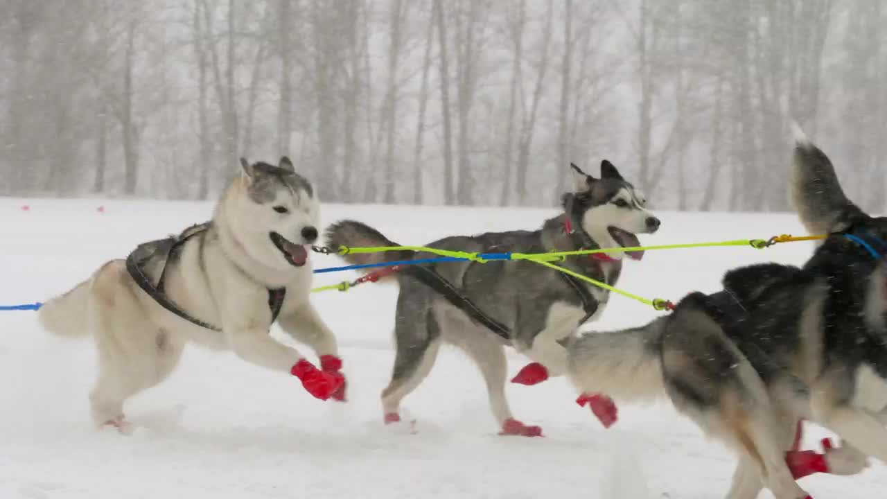 Free Video Stock team of husky sled dogs running in the snow Live Wallpaper - Free Download