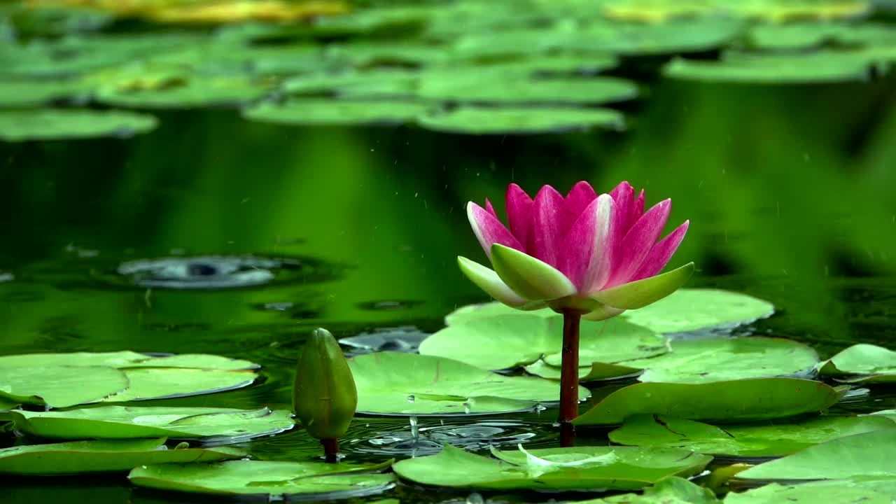 Stock Video Beautiful Lotus Flower In A Lake Live Wallpaper For PC - Free Download