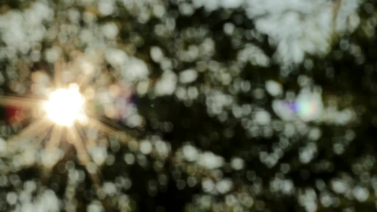 Stock Video Focusing Through Leaves Live Wallpaper For PC - Free Download