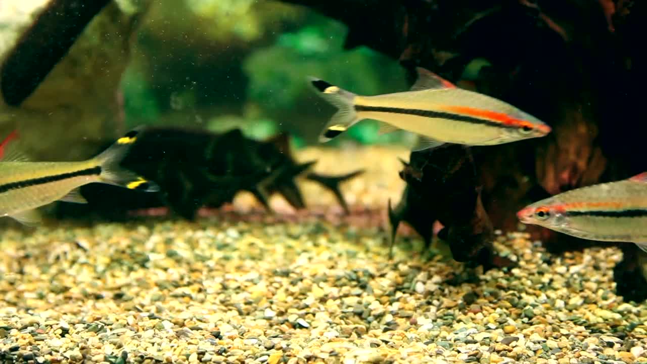 Stock Video Multi Colored Fish Swimming In The Aquarium Live Wallpaper - Free Download