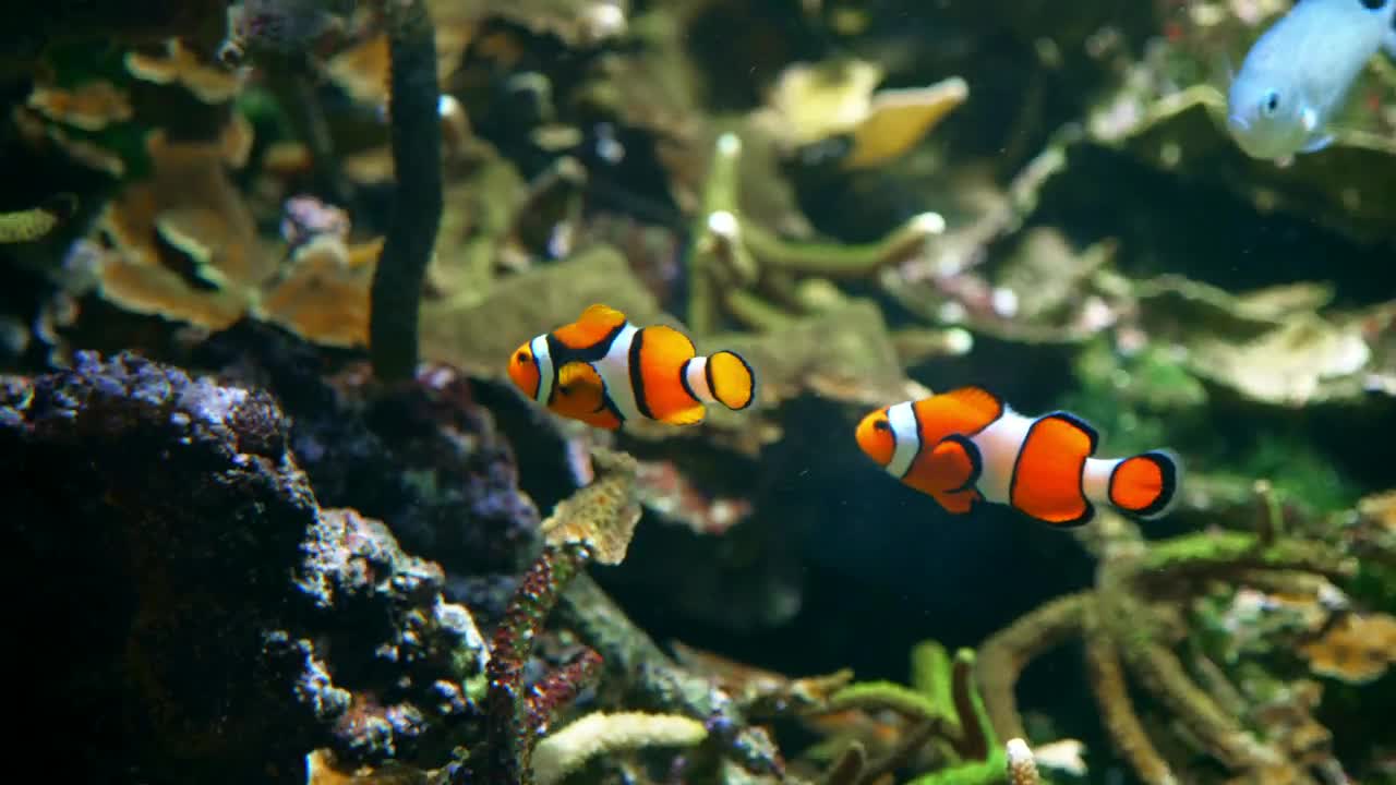 Stock Video Clown Fish Swim Among Corals And Seaweed Live Wallpaper For PC - Free Download
