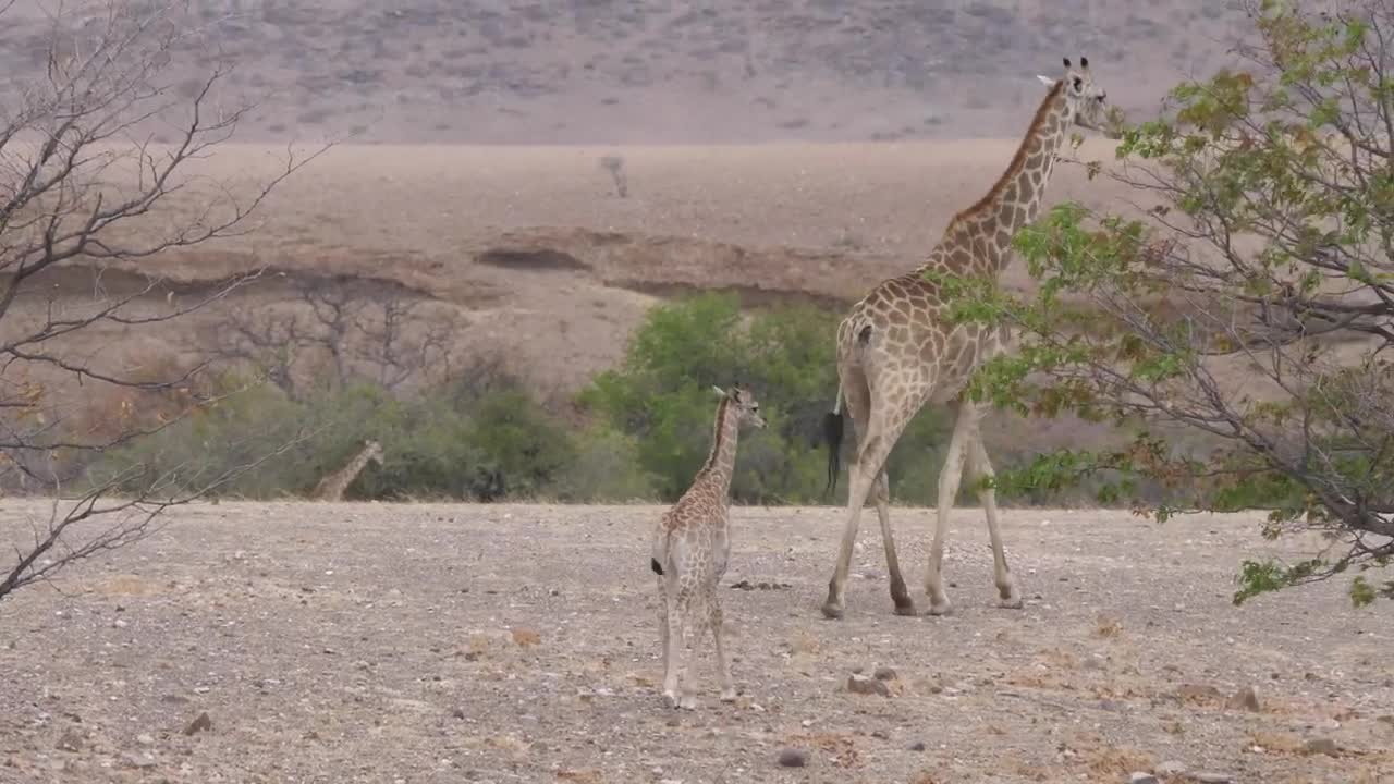 Stock Video Mother And A Baby Giraffe Walk On A Dry Savann Animated Wallpaper - Free Download