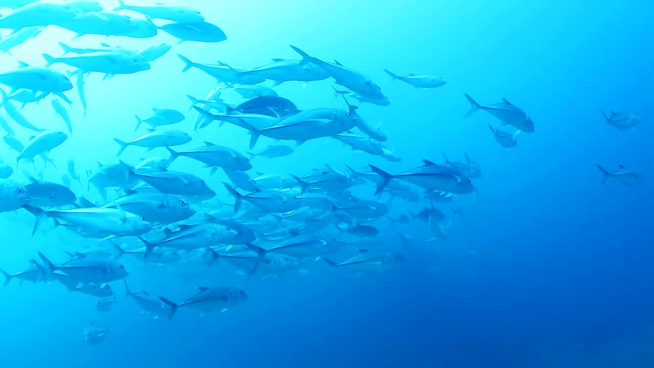 Free Stock Video School Of Fish Swimming Live Wallpaper - Free Download