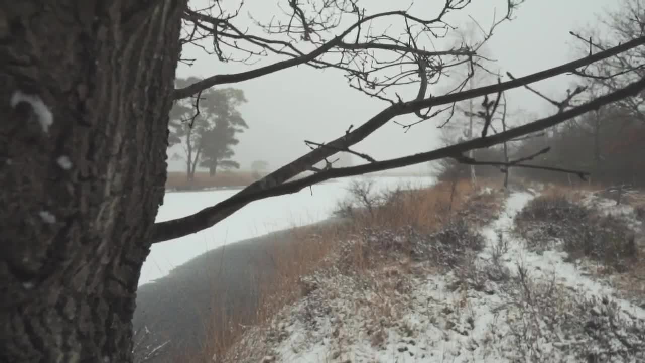 Free Stock Video Tree Branches In A Forest During Winter Live Wallpaper - Free Download